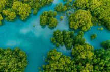 Mangrove Boat Tour Damas Island, Manuel Antonio