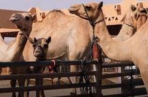 Full-Day Guided Tour in Al Ain City with Pickup