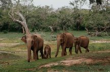Yala National Park Private Tour with Fast Entry