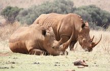  Rhino and Lion Park Safari Tour 