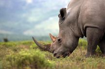  Rhino and Lion Park Safari Tour 