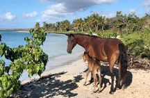 Isla de Vieques Beach Hopper Sightseeing Tour