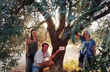 Olive oil tasting with seminar in Metagitsi - Halkidiki