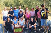 Oliveoil Seminar with Tasting in Metaggitsi Chalkidiki