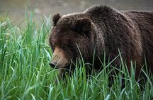 Peak Season Bear Viewing By Seaplane