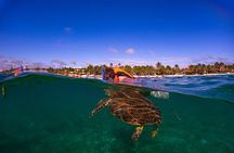 Swim with akumal turtles