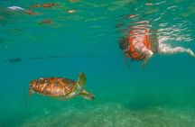 Swim with akumal turtles