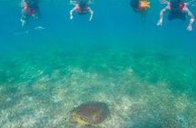 Swim with akumal turtles