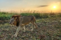 Nairobi National Park, Elephant Orphanage and Giraffe Center Tour