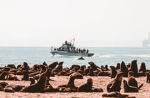 Mola Mola Marine Dolphin Cruise & Beach Braai on Pelican Point