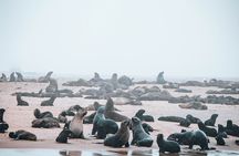 Mola Mola Marine Dolphin Cruise & Beach Braai on Pelican Point