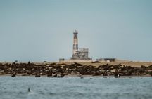 Mola Mola Marine Dolphin Cruise & Beach Braai on Pelican Point