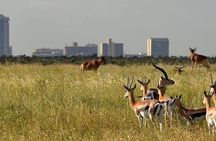 Nairobi National Park and Giraffe Center day Tour