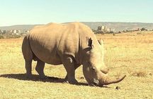 Nairobi National Park and Giraffe Center day Tour