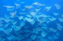 Ocean safari, snorkel with pelagic animals