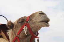 Stargazing and camel ride in the agafay desert