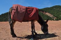 Stargazing and camel ride in the agafay desert