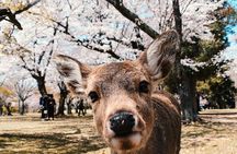 Nara : Private Day Walking Tour (From Osaka/Kyoto Possible)