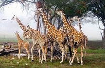 Nairobi national park and giraffe center