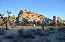 2-days Private Tour to Joshua Tree National Park from Los Angeles