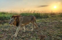 Half-Day Nairobi National Park Private Tour with admission