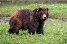 Pack Creek Bear Viewing