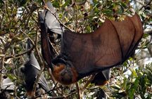 Walking with Sydney Flying Foxes (Fruit Bats)