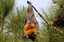 Walking with Sydney Flying Foxes (Fruit Bats)