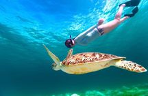 Snorkeling Day Trip With Dugong And Turtles Marsa Mubarak By Boat