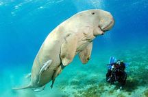 Snorkeling Day Trip With Dugong And Turtles Marsa Mubarak By Boat
