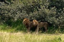 One Day Private Tour to Akagera National Park from Kigali
