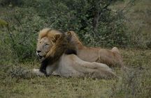 Half Day Rhino and Lion Park Closed Vehicle Game Drive 
