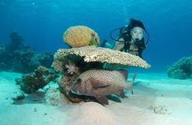 SeaQuest Day Trips to Outer Barrier Reef