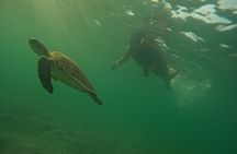 Snorkel with Turtle in San Juan/GoPro4K Photos & Videos Included