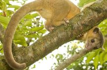 Damas Island Mangrove Tour with Monkeys