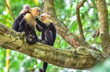 Damas Island Mangrove Tour with Monkeys