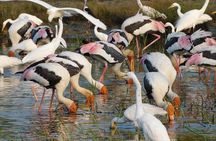 Bundala National Park Safari (ALL INCLUSIVE) PRIVATE TOURS