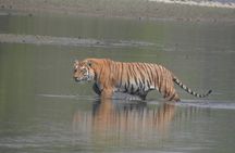 3 Nights 4 Days Bardia Tiger Tracking Tour | Bardia Jungle Safari