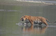3 Nights 4 Days Bardia Tiger Tracking Tour | Bardia Jungle Safari