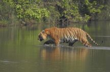 3 Nights 4 Days Bardia Tiger Tracking Tour | Bardia Jungle Safari