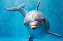 Private Speedboat Excursion Dolphin House Discovery - Hurghada