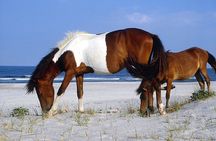 Assateague Island Cruise Departs from Ocean Pines