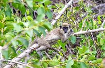 Nevis Historical Walking Tour