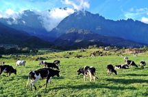 Private Desa Dairy Farm, Kinabalu National Park, Hot Spring & Canopy Walk Tour