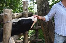 Sorrento Farm Experience: Wine Tasting, Pizza and Cheese Making