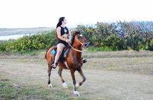 Caballo and Plantacion de Cafe Cacao y Cigarro Punta Cana