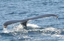 Whale Watching on Sundeck in Bermuda
