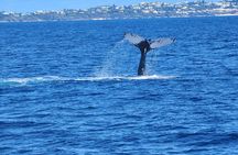 Whale Watching on Sundeck in Bermuda