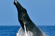 Whale Watching on Sundeck in Bermuda
