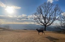 Experience Kyoto: A Full-Day Private Tour Adventure